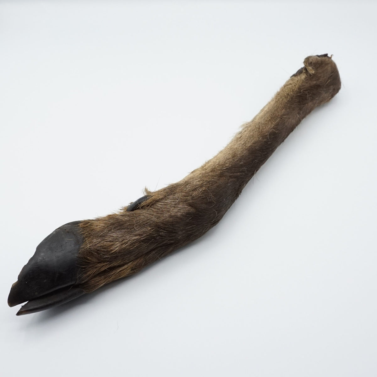 Hertenpoot met haar hondensnack - Brokkenbaas