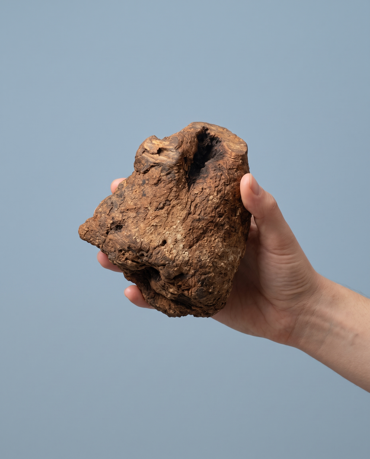 Sfeerfoto: hand biedt een olijfhout kauwhout aan tegen een blauwgrijze studioachtergrond