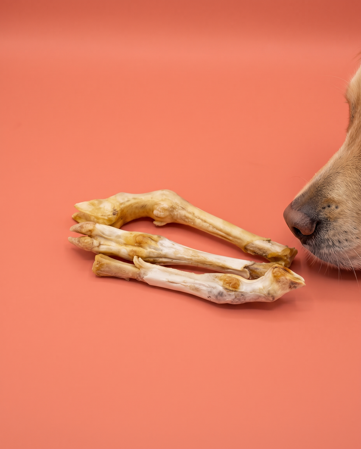 Sfeerfoto: hond snuffelt aan een lamspoot tegen een koraalkleurige studioachtergrond