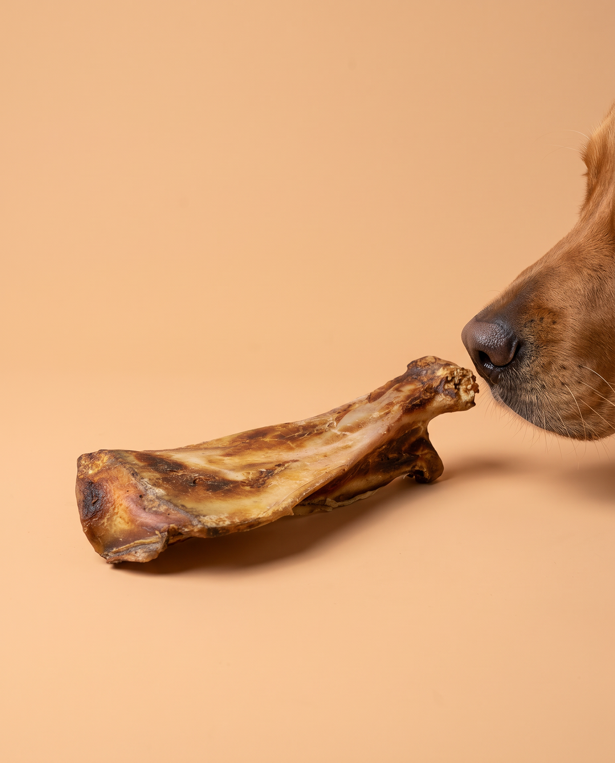 Sfeerfoto: hond snuffelt aan een runderschouderblad tegen een perzikkleurige studioachtergrond