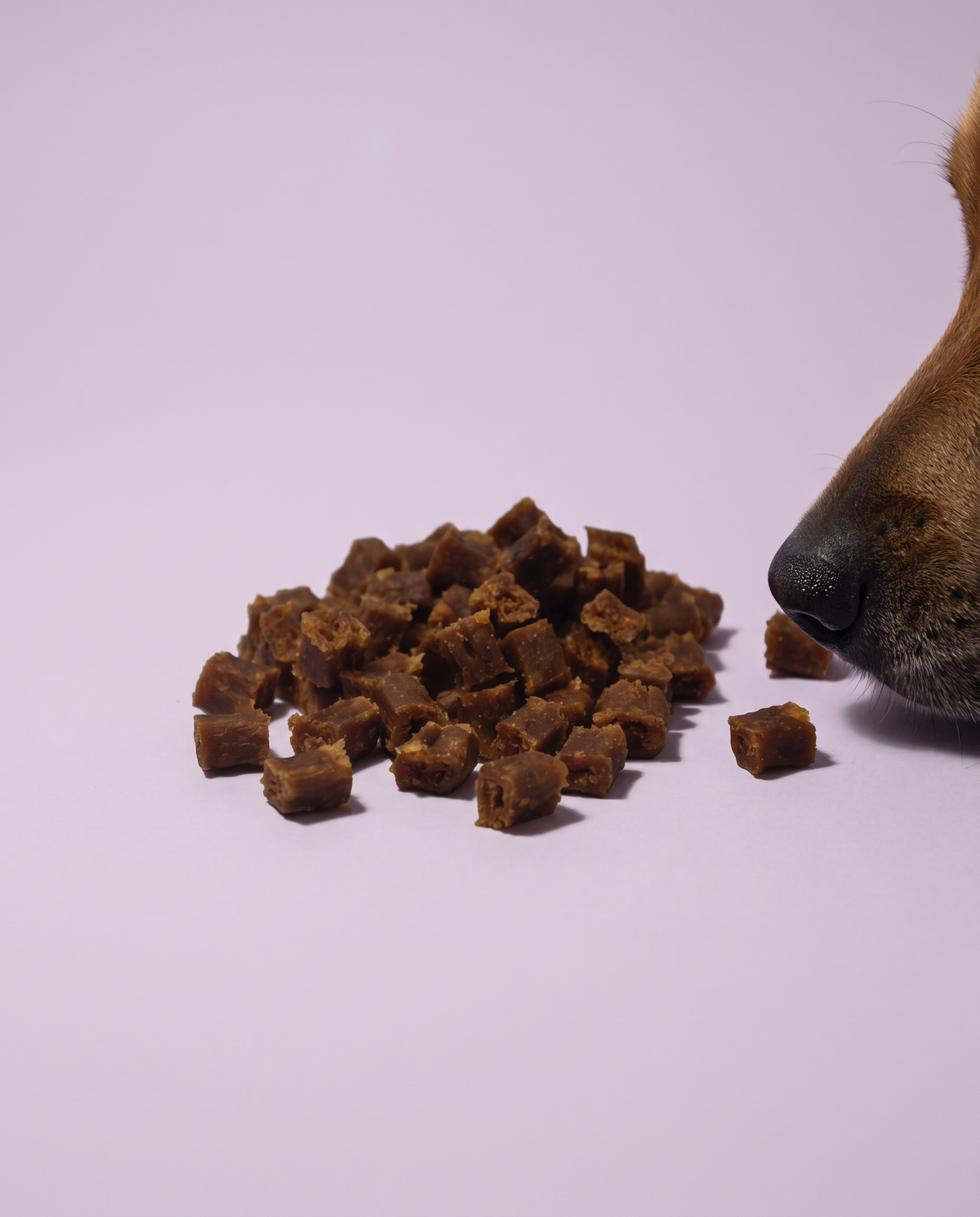 Sfeerfoto: Softies Konijn (100 gram) met hondensnuit, tegen een lichtlila studioachtergrond