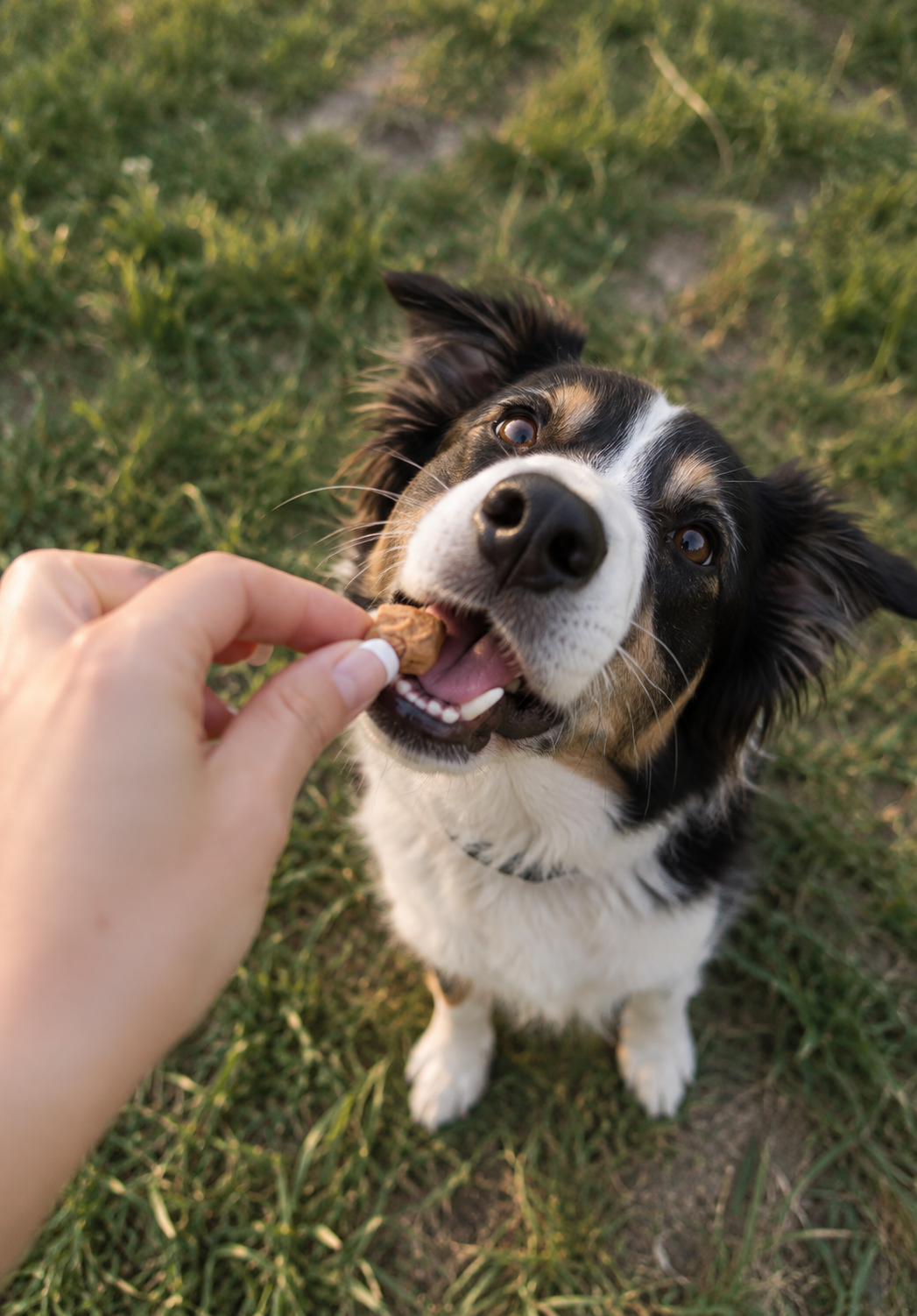 Border collie krijgt een snack uit de hand in het gras