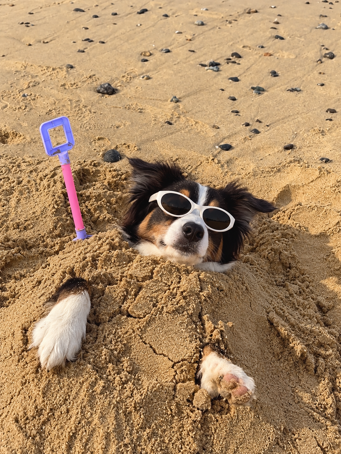 Border collie met zonnebril ingegraven in het zand op het strand