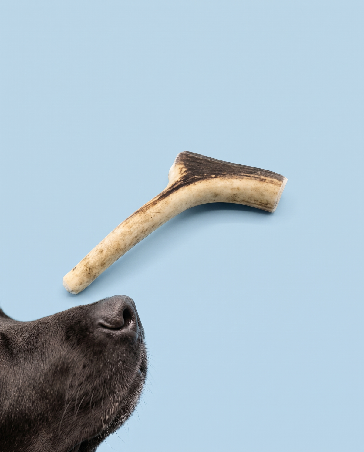 Sfeerfoto: hond snuffelt aan een hertengewei tegen een lichtblauwe studioachtergrond